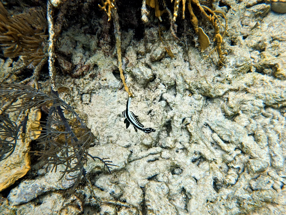 Spotted Drum