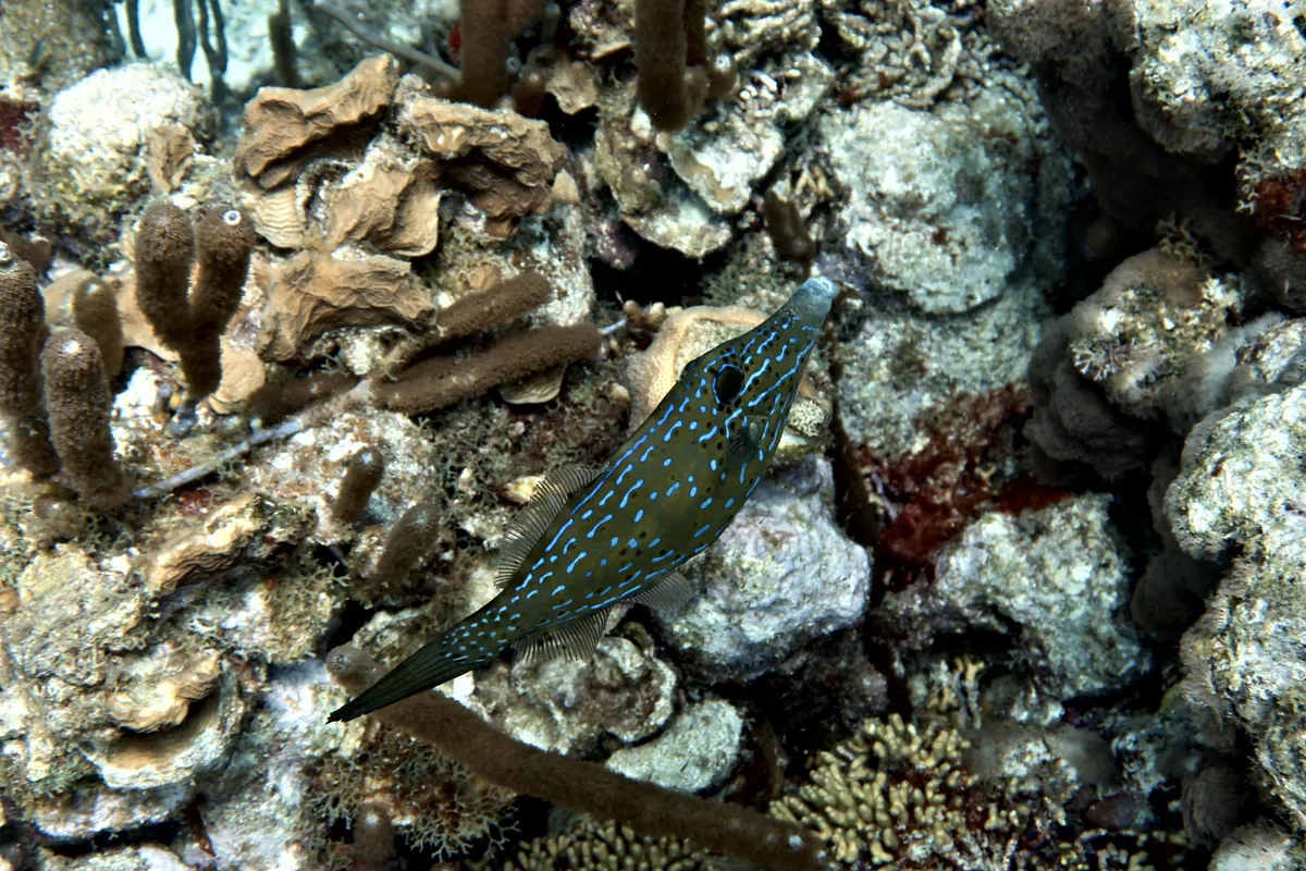 Scrawled Filefish