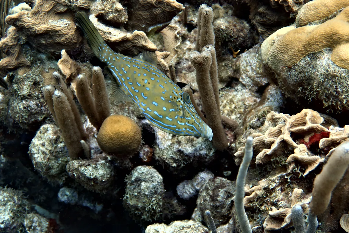 Scrawled Filefish