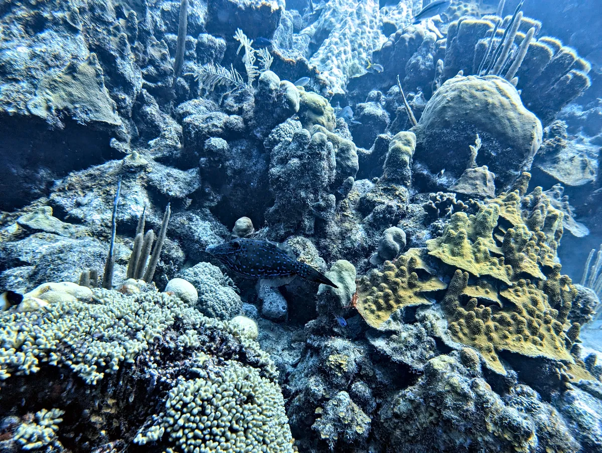 Scrawled Filefish