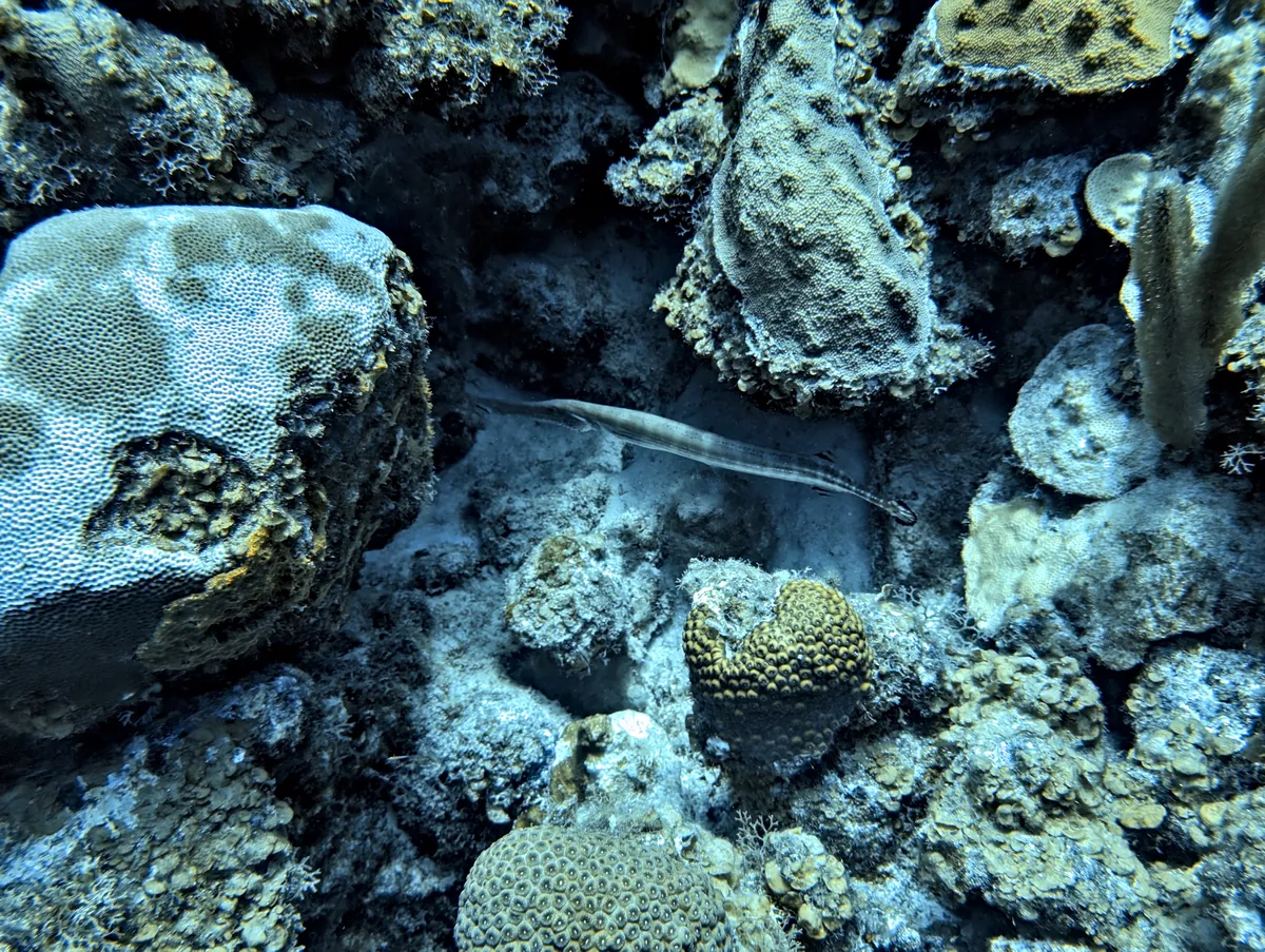 Trumpetfish