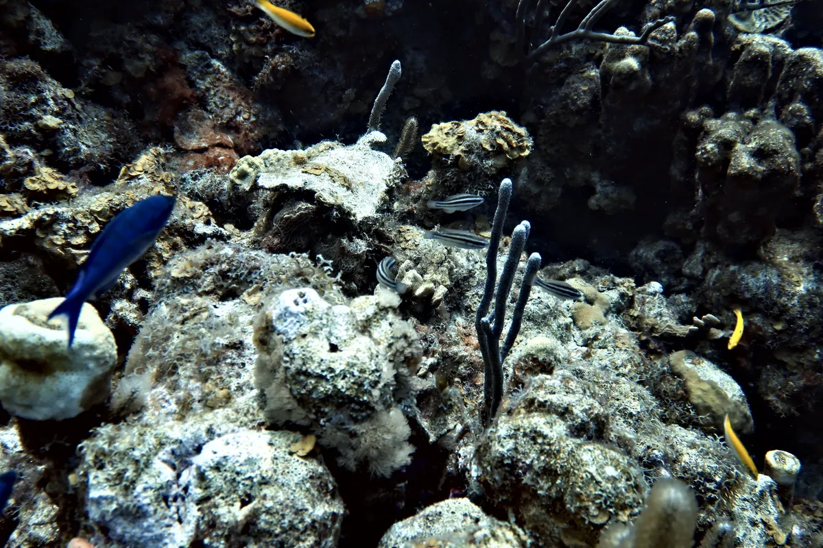 Princess Parrotfish