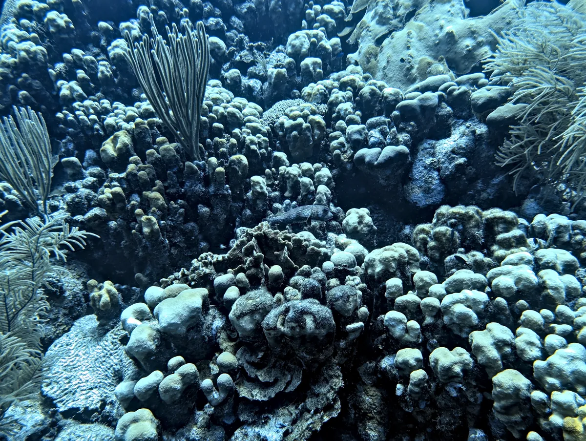 Porcupinefish