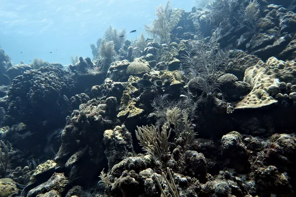 Reef Parrotfish