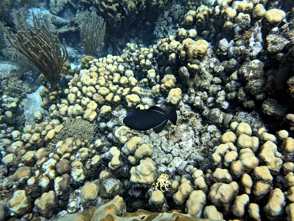 Hue Shift + Clarity (near)