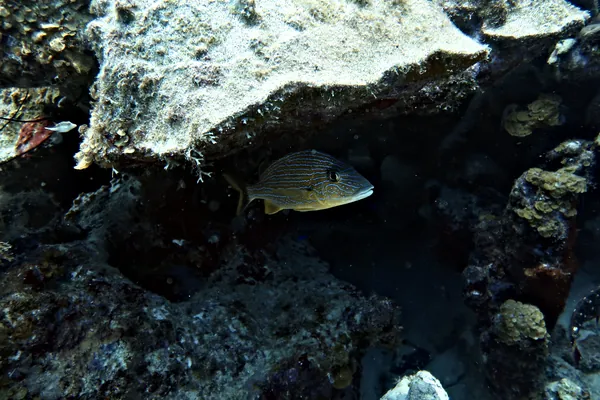 Bluestriped Grunt