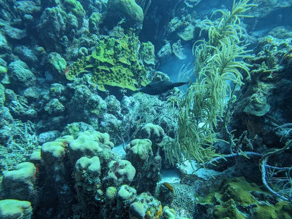 Original