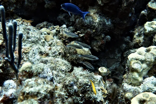 Princess Parrotfish