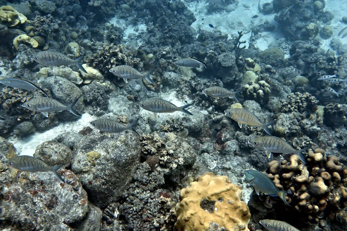 Yellowfin Mojarra