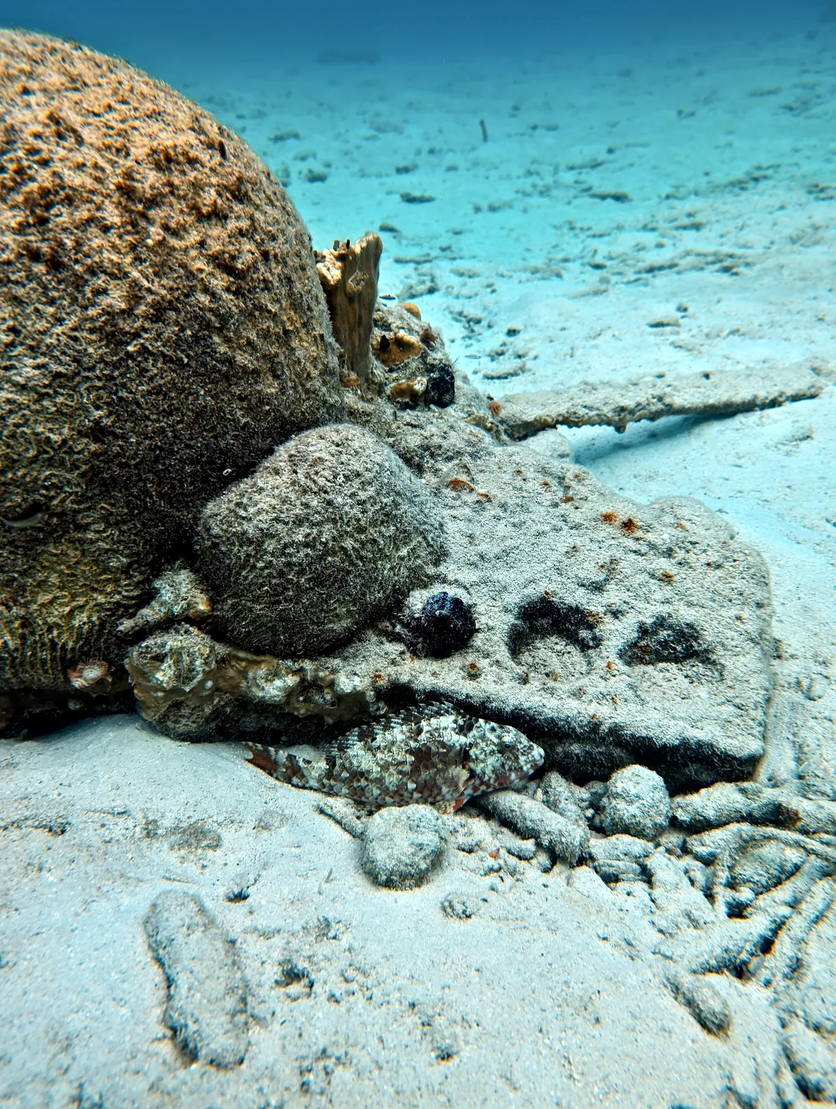 Redband Parrotfish