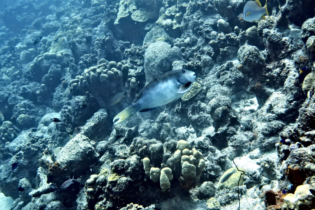 Yellowtail Parrotfish