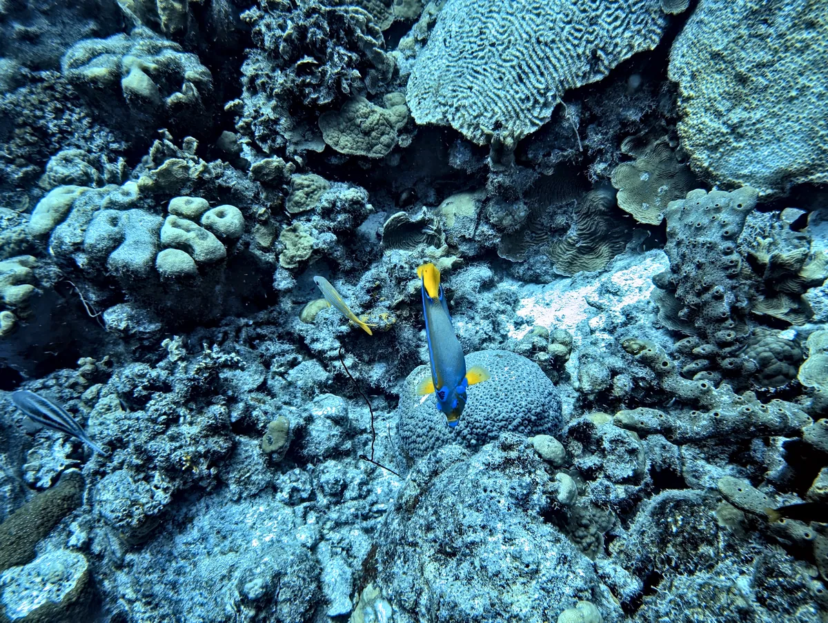 Queen Angelfish