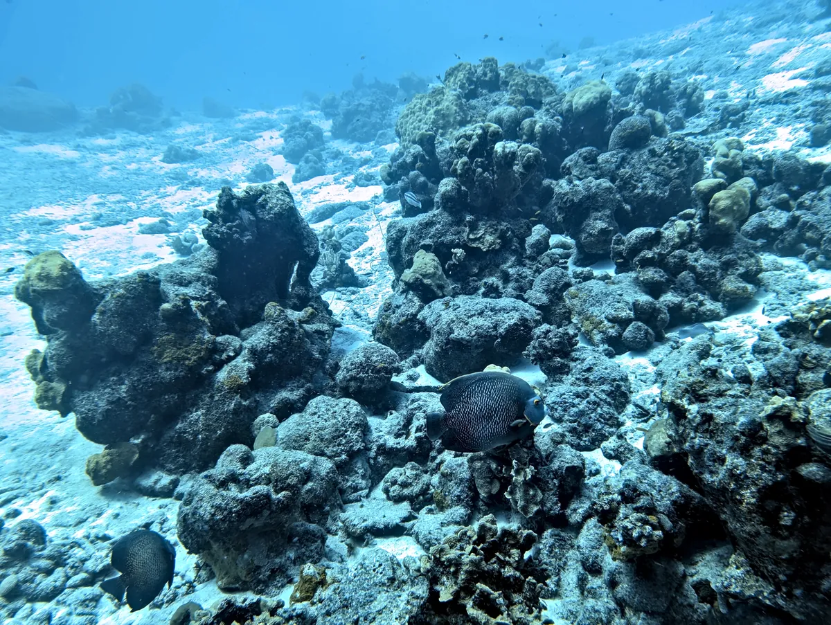 Gray Angelfish