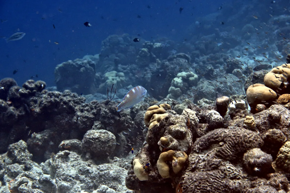Puddingwife