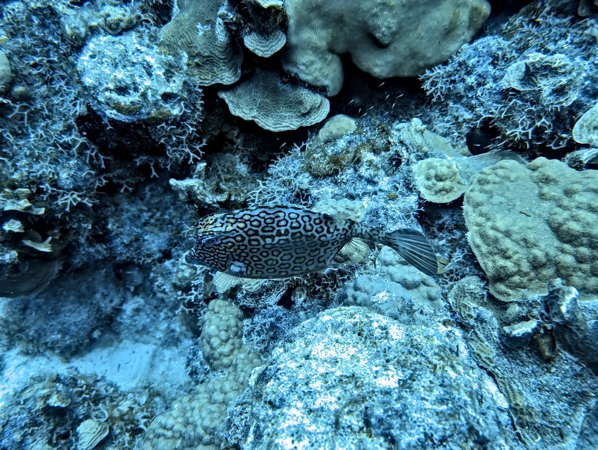 Honeycomb Cowfish