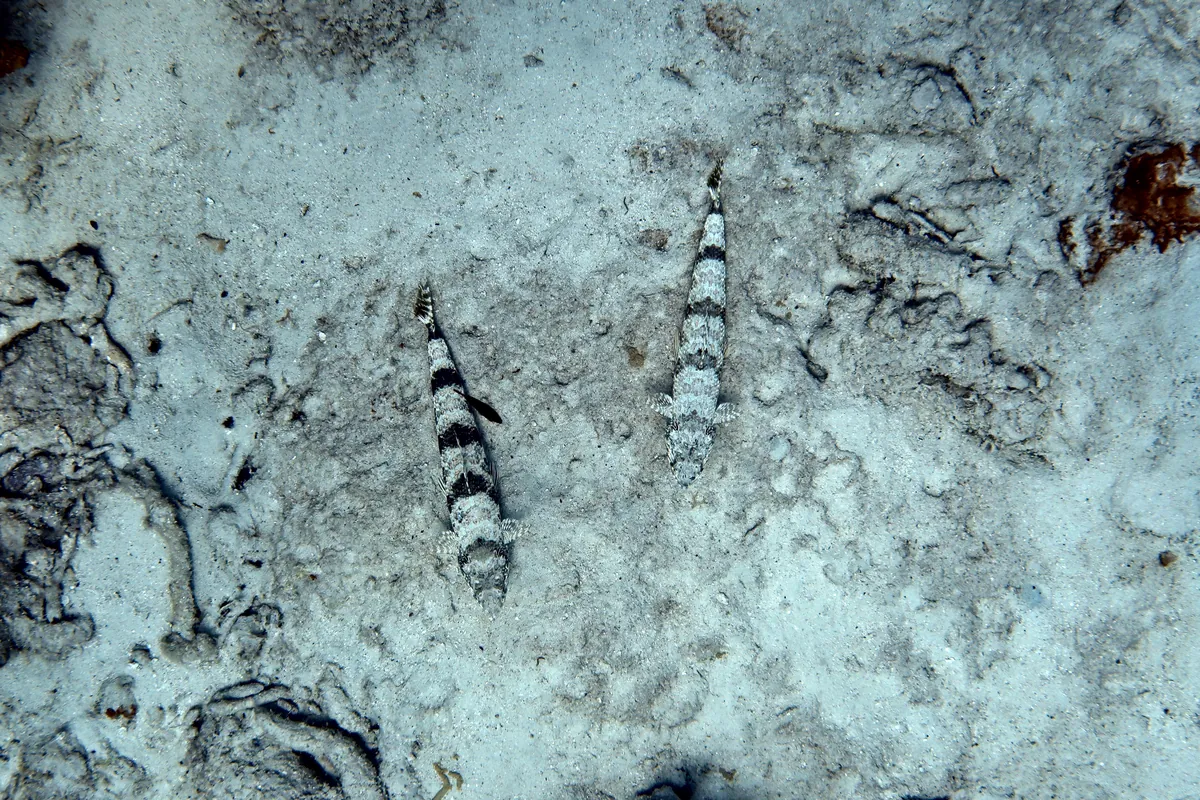 Sand Diver