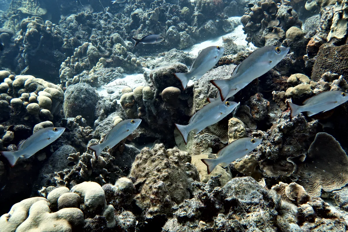 Mahogany Snapper