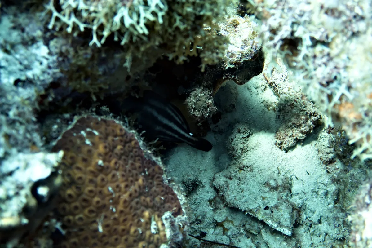 Orangespotted Filefish