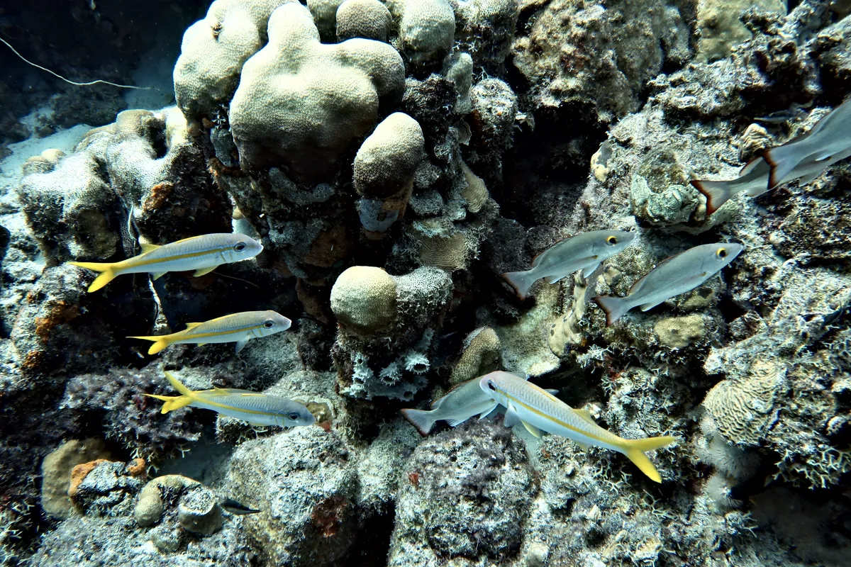 Yellow Goatfish