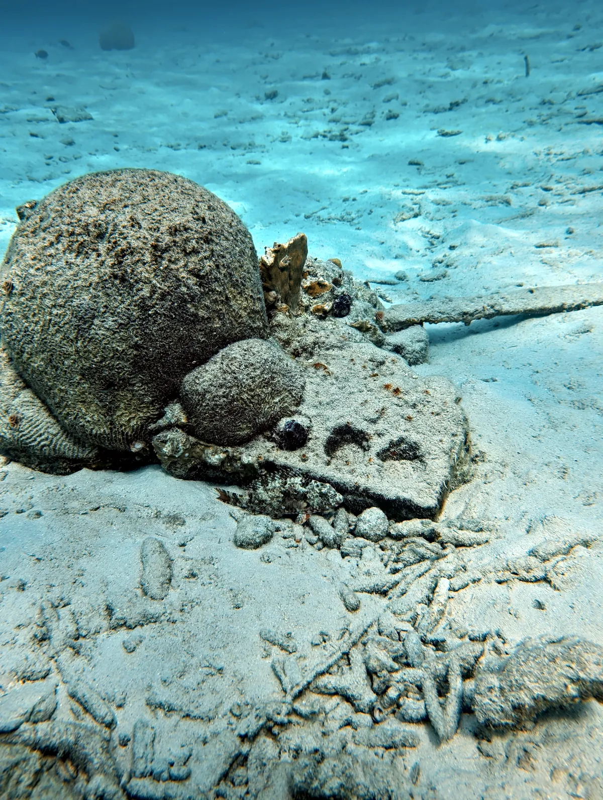 Redband Parrotfish