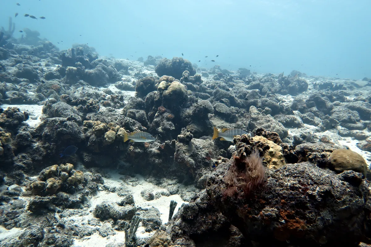 Yellowtail Snapper