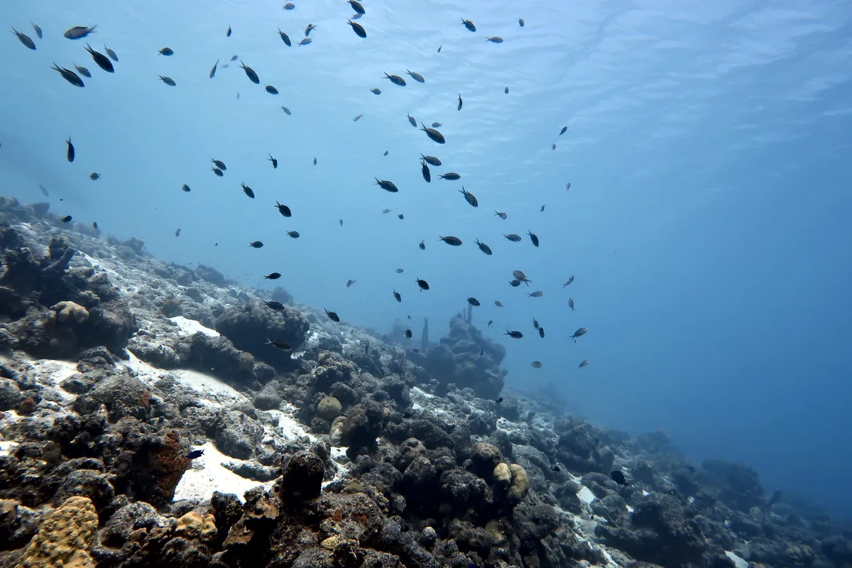 Brown Chromis