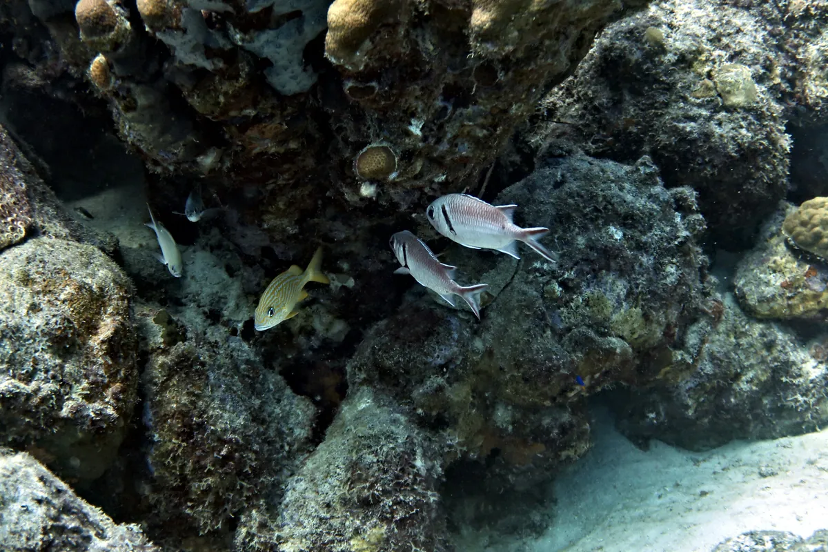 Blackbar Soldierfish