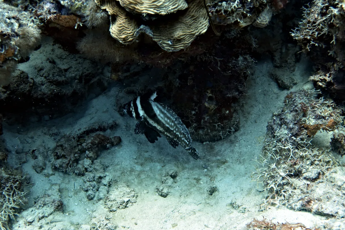 Spotted Drum