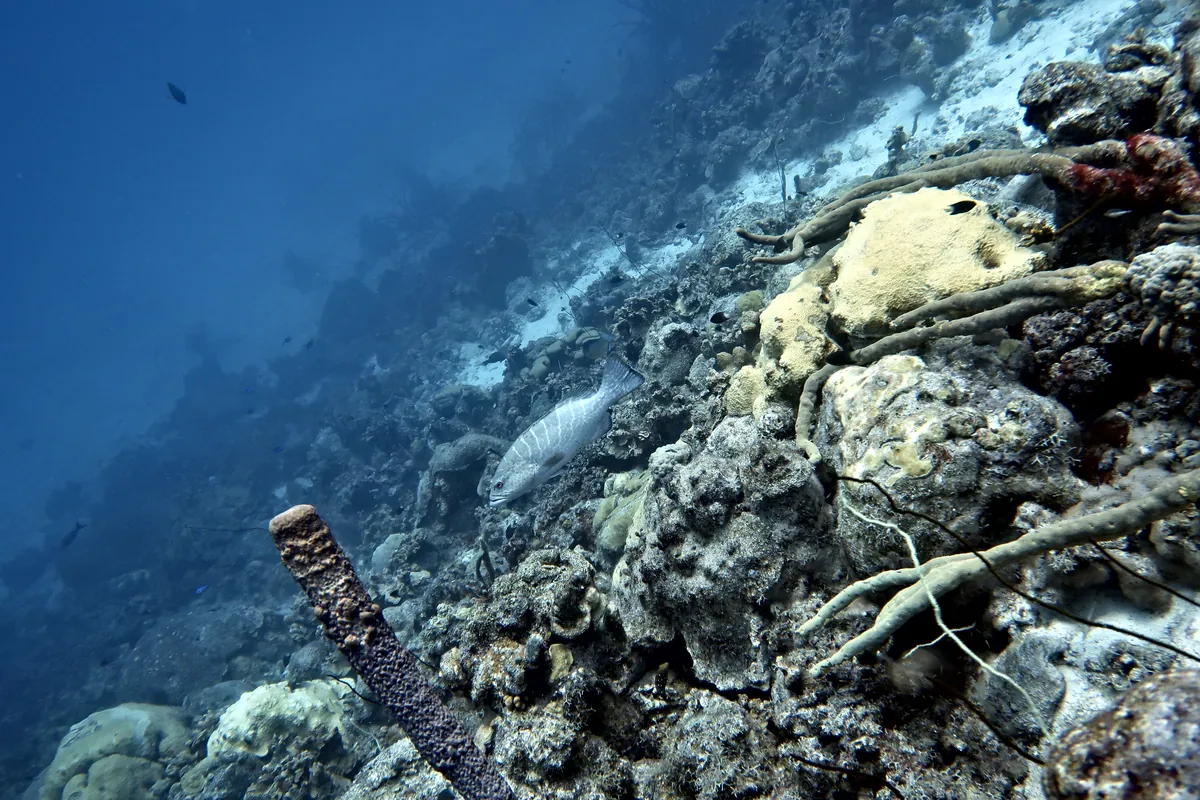 Tiger Grouper
