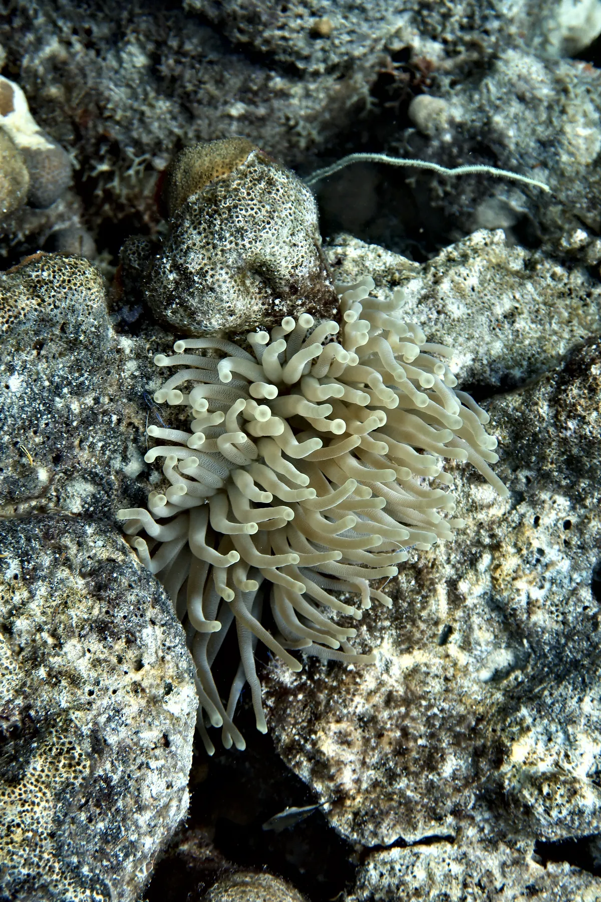 Giant Anemone
