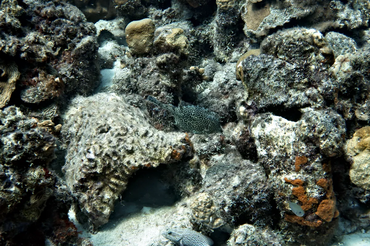 Honeycomb Cowfish