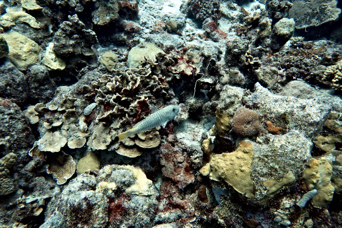 Yellowtail Parrotfish
