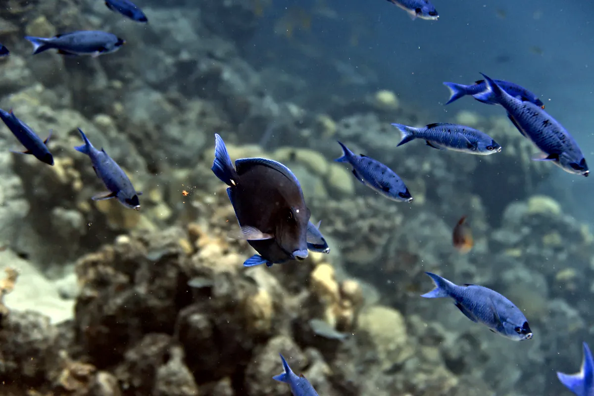 Blue Tang