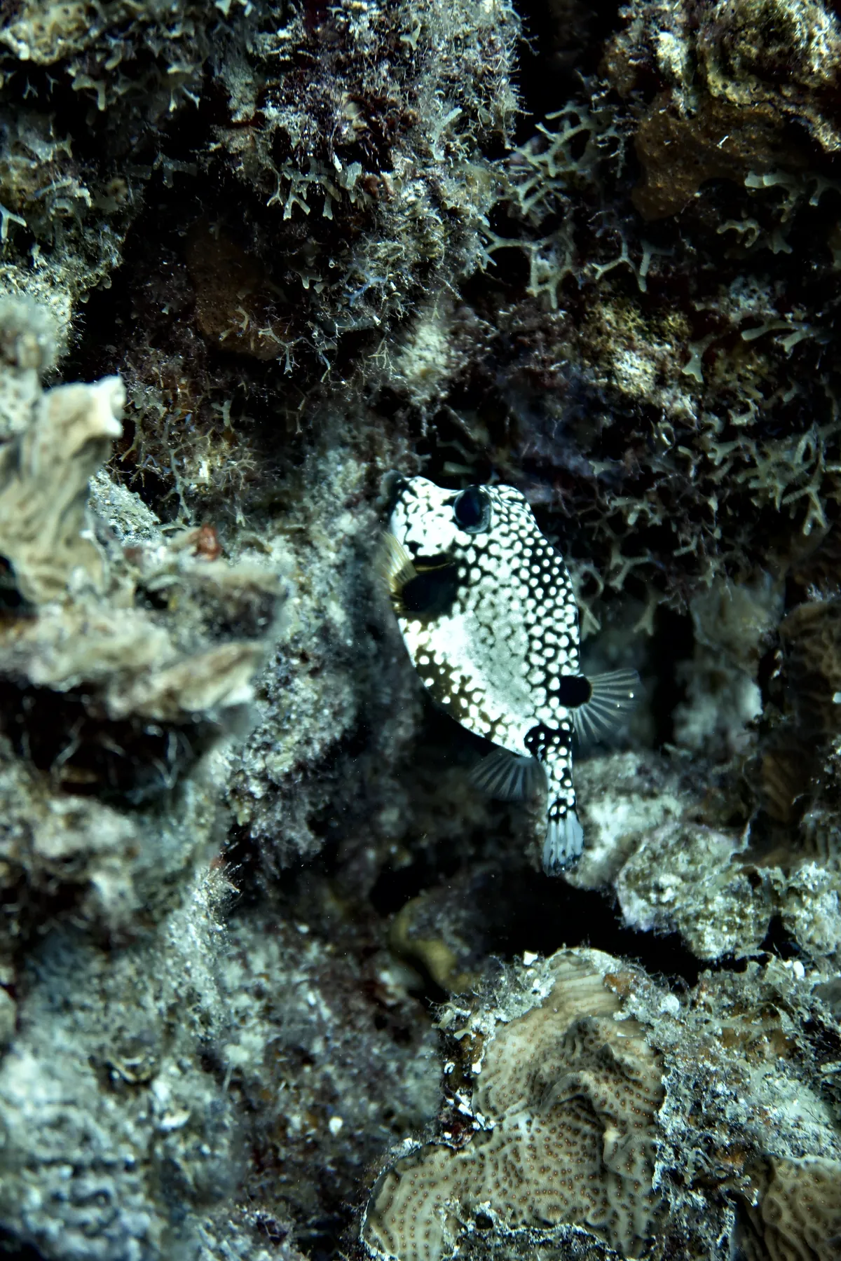 Smooth Trunkfish