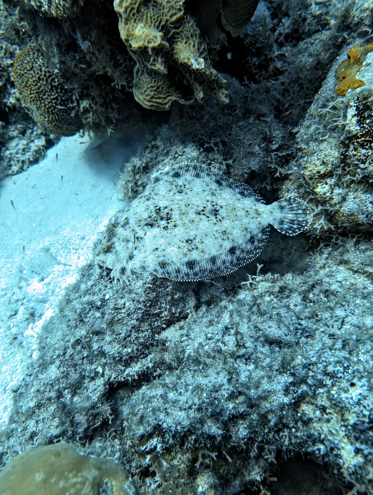 Peacock Flounder