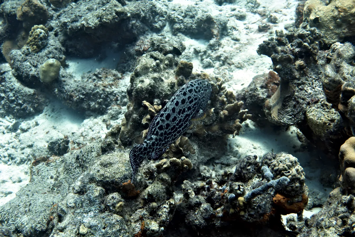 Yellowfin Grouper