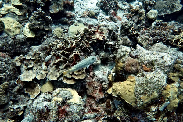 Yellowtail Parrotfish