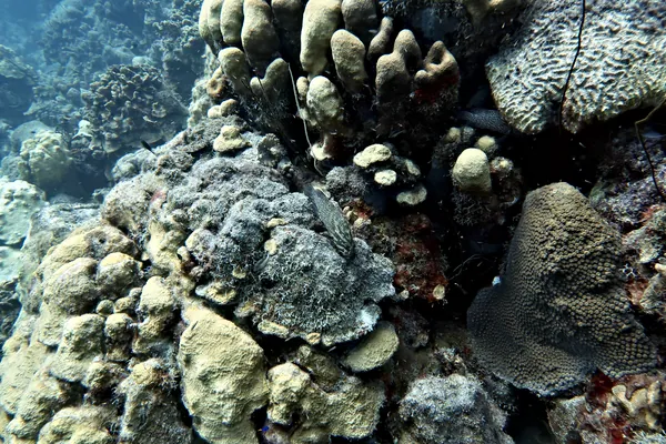 Hue Shift + Clarity (near)