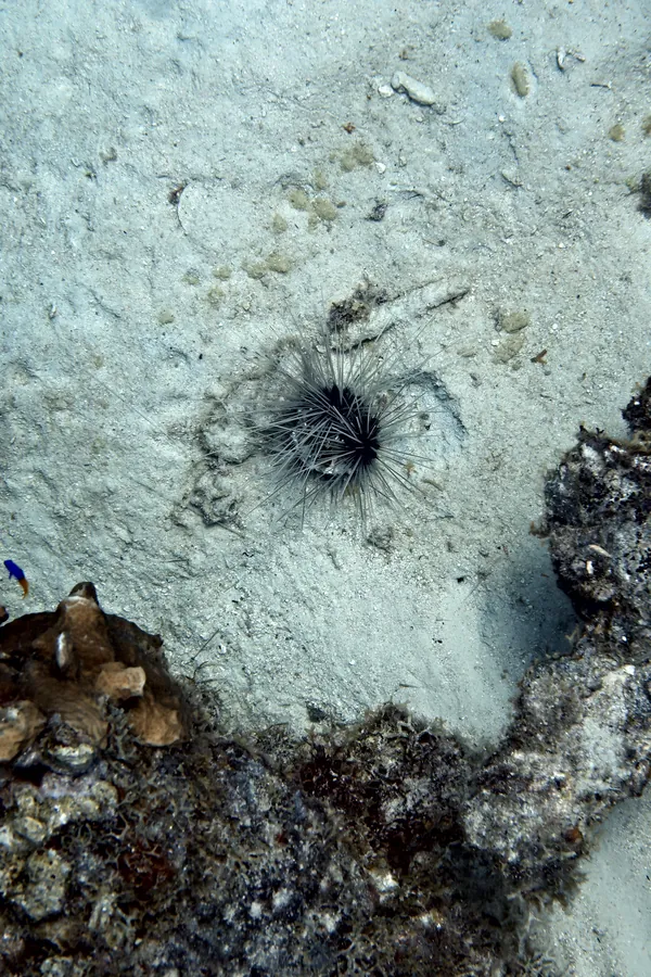 Long-spined Sea Urchin