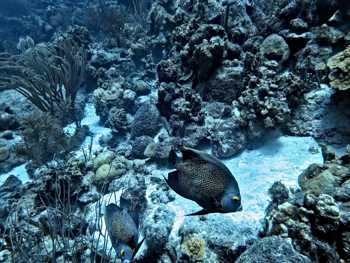 French Angelfish