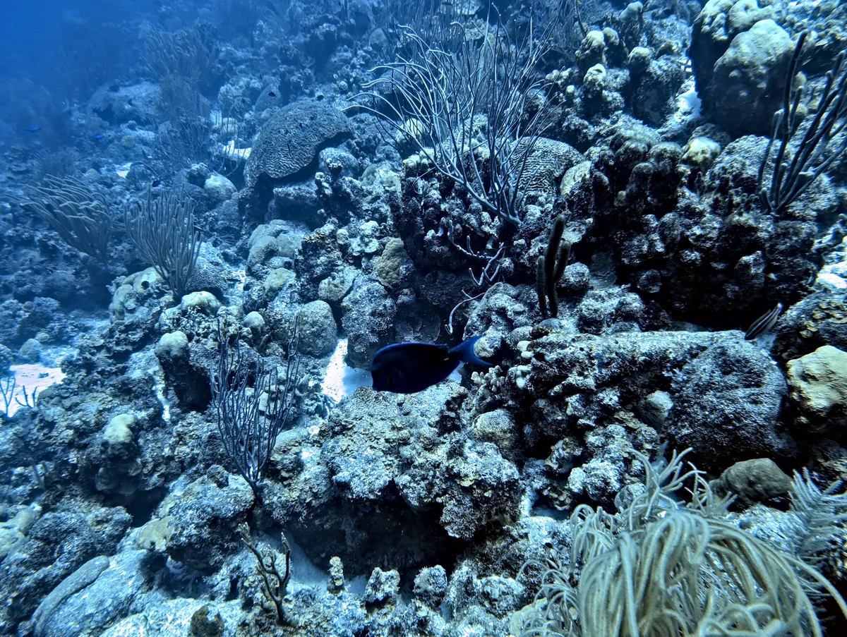 Blue Tang