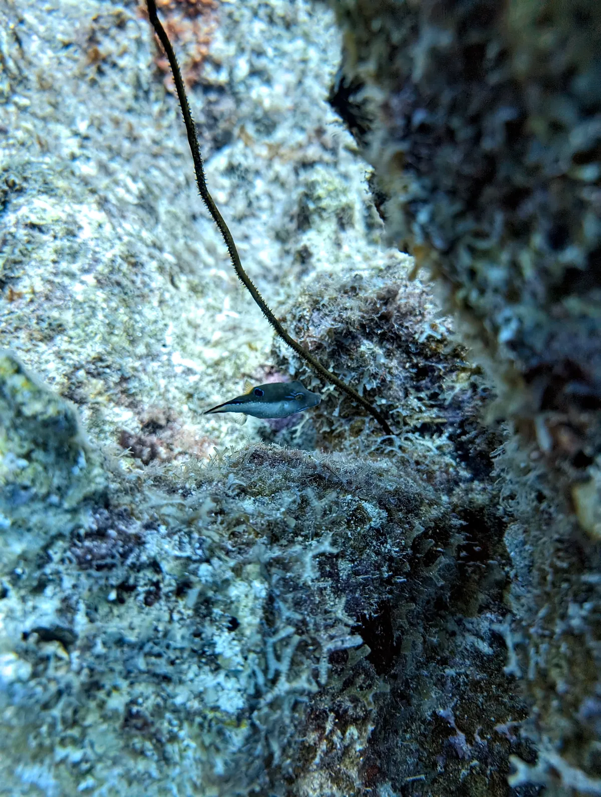 Sharpnose Puffer