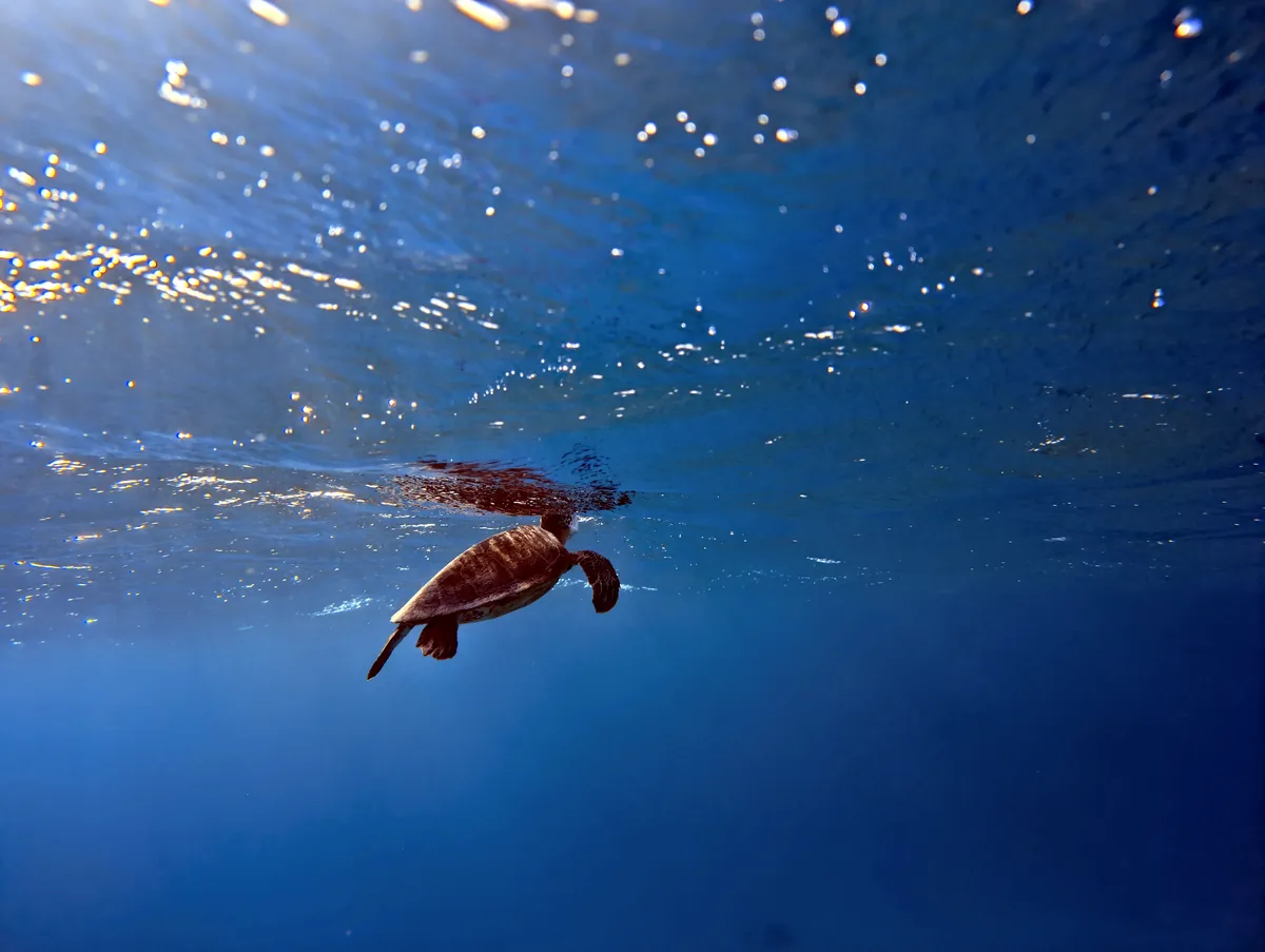 Green Sea Turtle