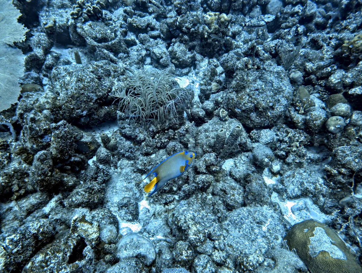 Queen Angelfish