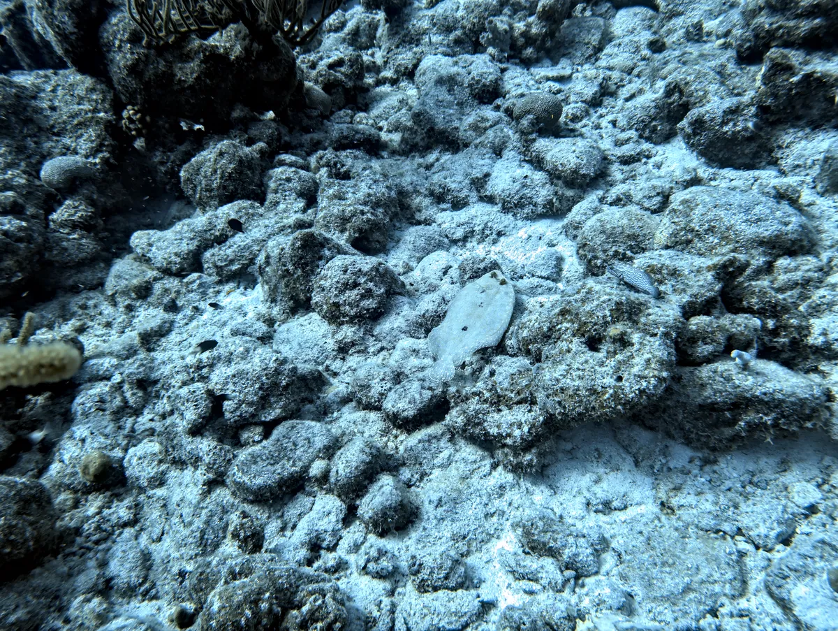 Peacock Flounder
