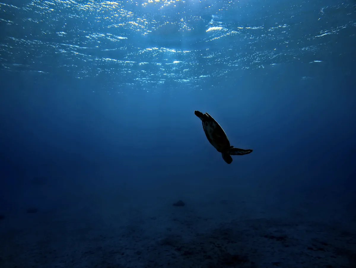 Green Sea Turtle