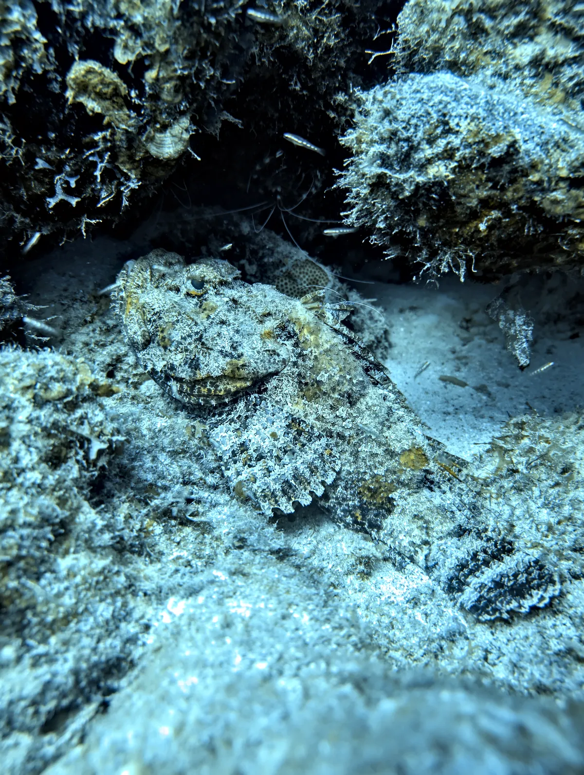Spotted Scorpionfish