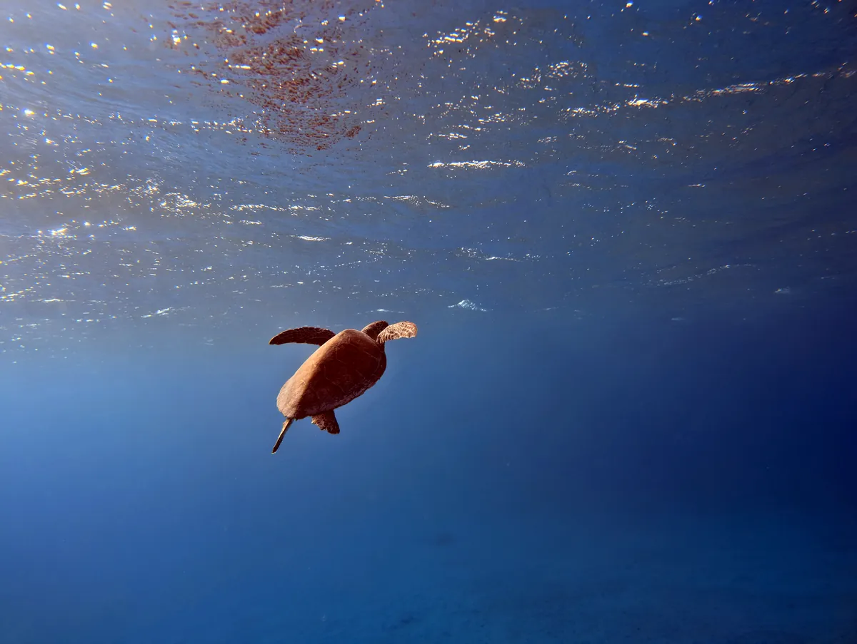 Green Sea Turtle