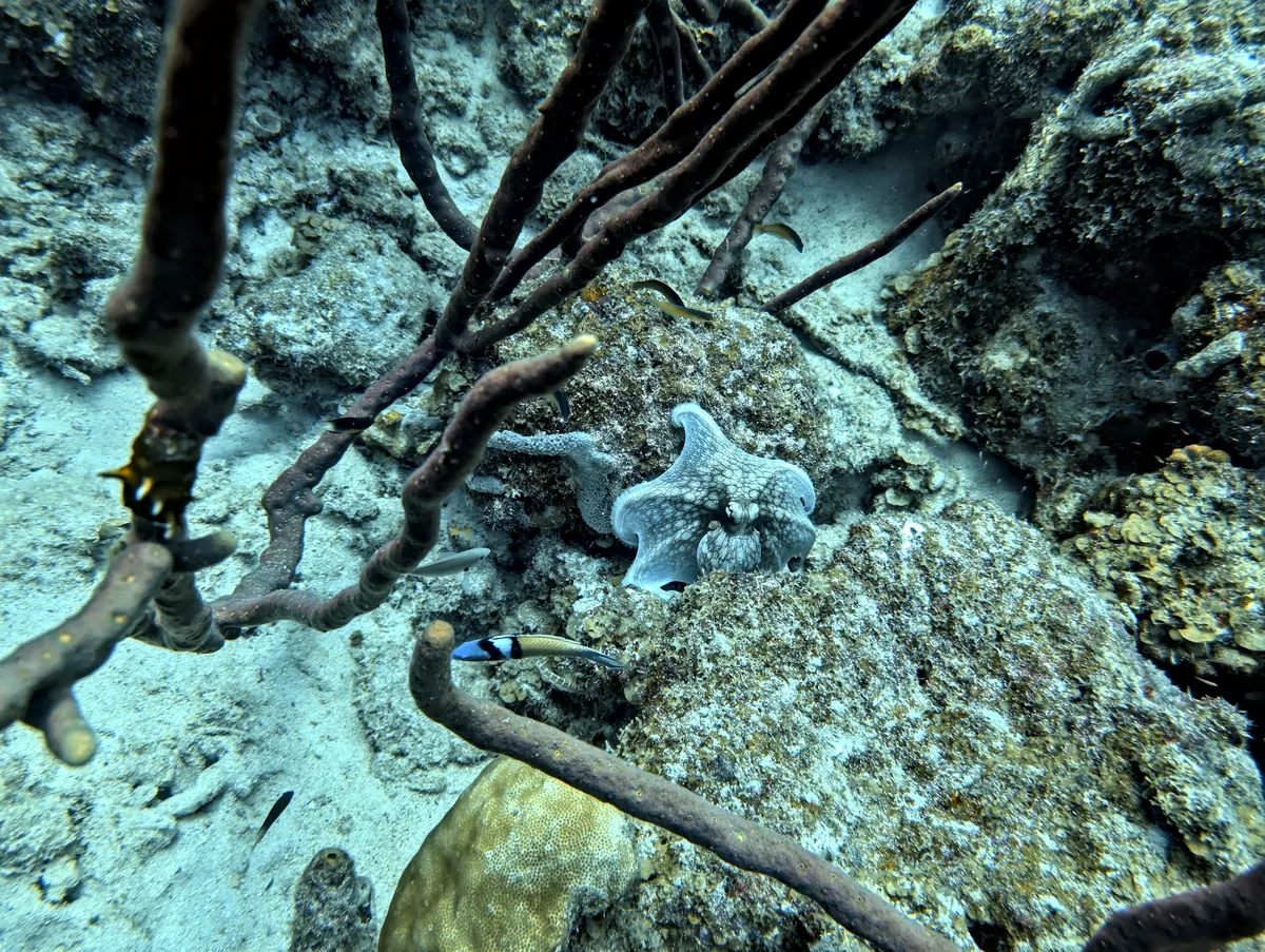 Caribbean Common Octopus