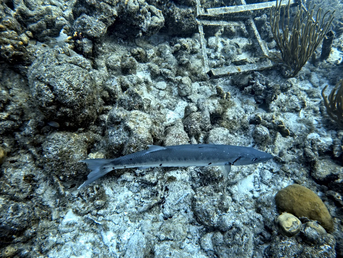 Great Barracuda